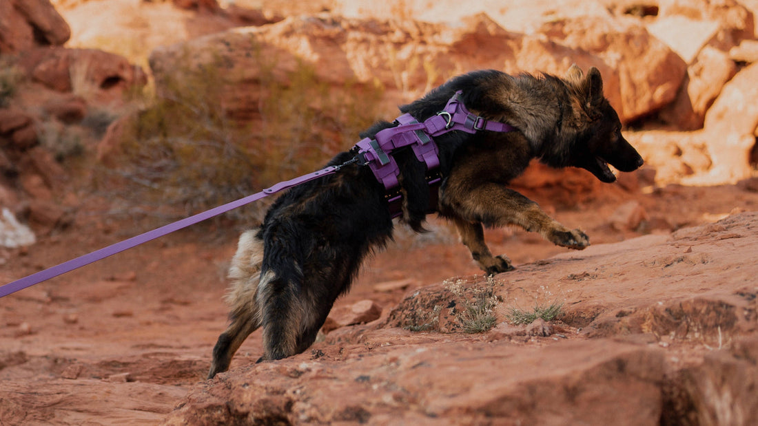 The Truth About Harnesses: Why They’re Not the Best for On-Leash Walks