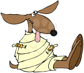 Why Halti Isn’t the Answer for On-Leash Control
