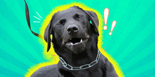 Say No to Choker Chains: The Dangerous Truth