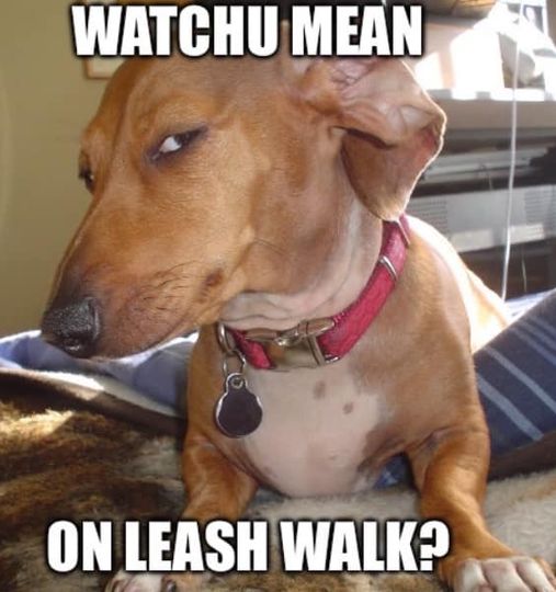 Why the Owooo™ Hip Slip Dog Leash is the Rebel’s Choice for Stubborn Pullers