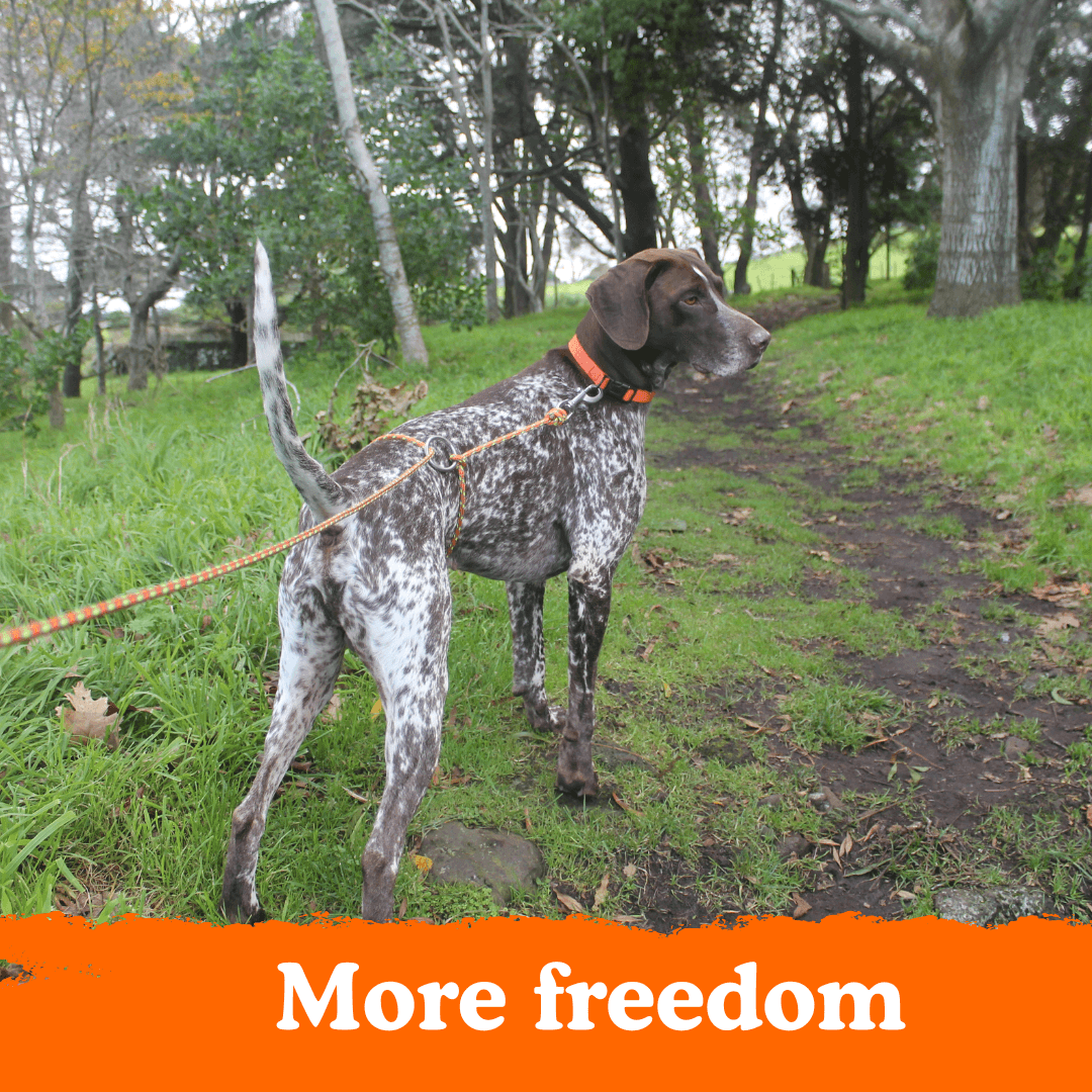 Owooo™ 2-in-1 No Pull Dog Leash