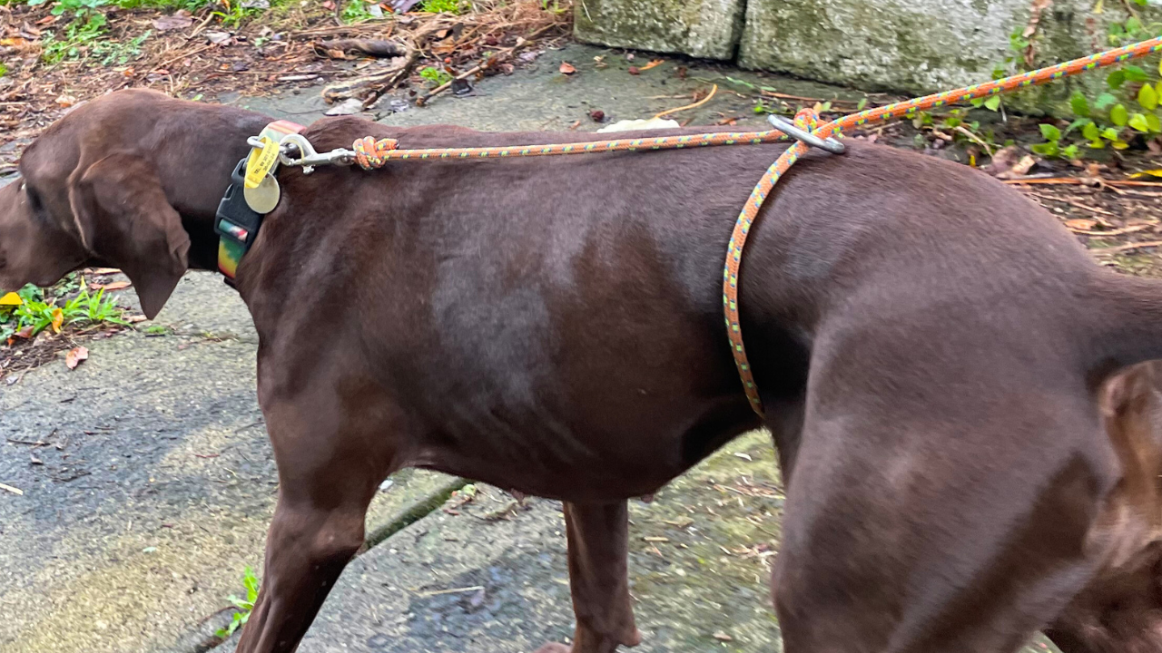 Owooo™ two-in-one Dog Leash