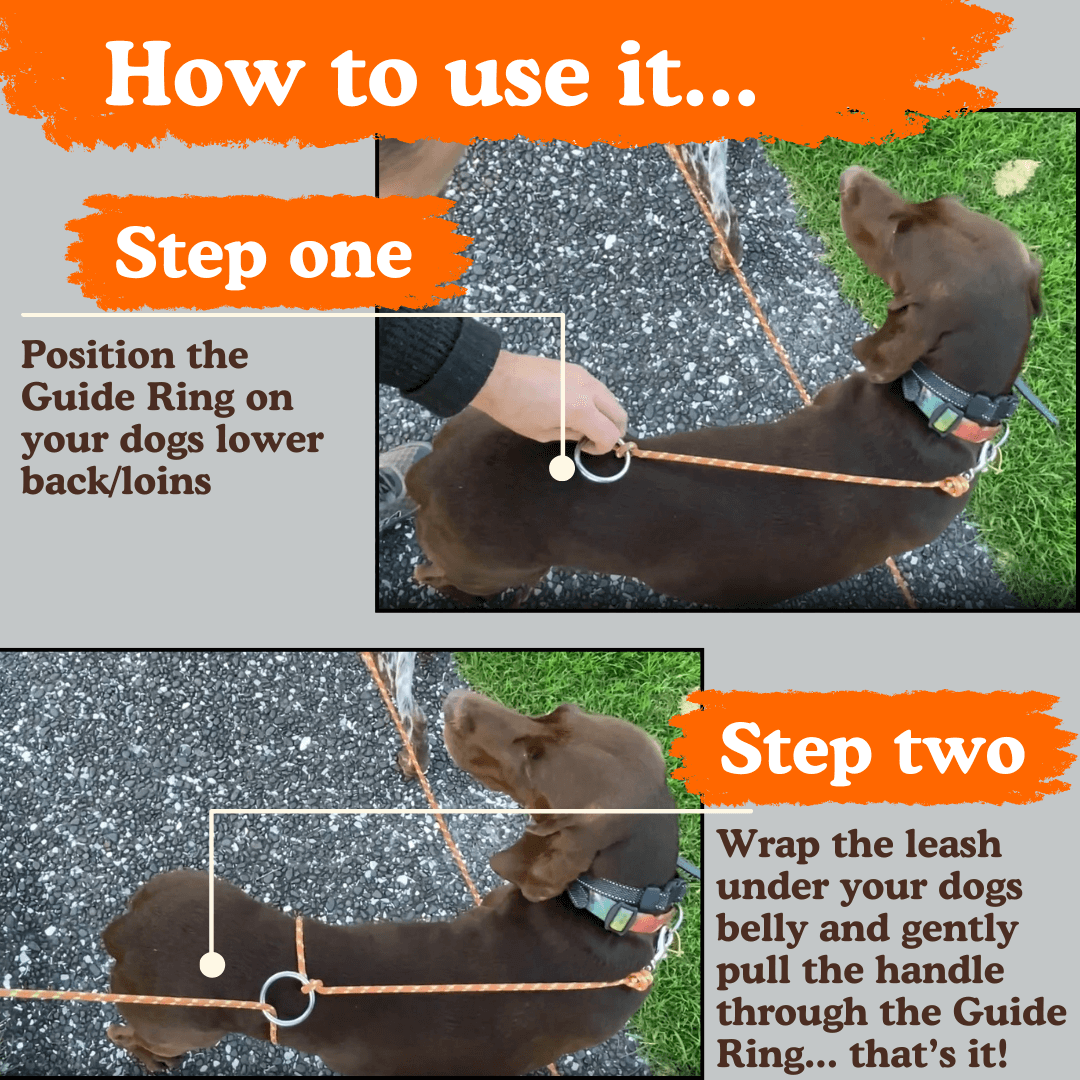 Owooo™ 2-in-1 No Pull Dog Leash